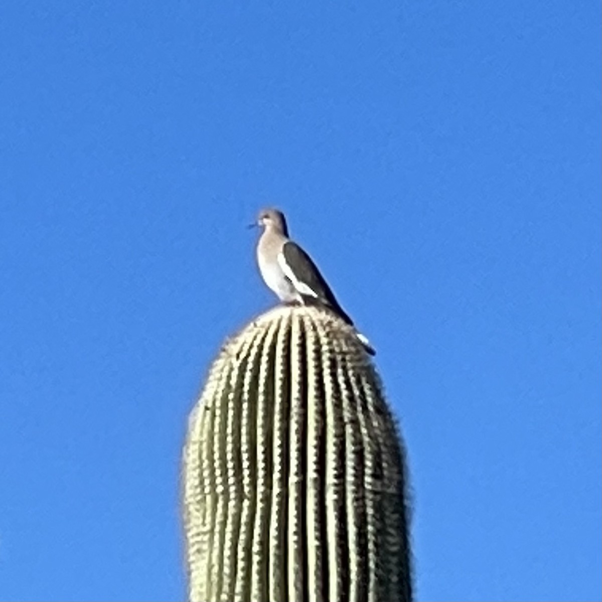 White-winged Dove - ML496616561