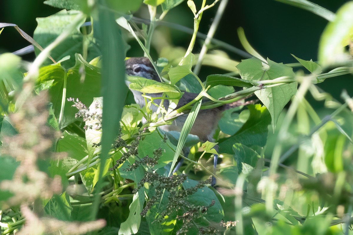 Isthmian Wren - ML496617001