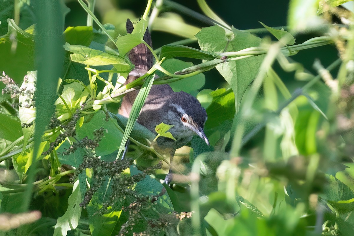 Isthmian Wren - ML496617011