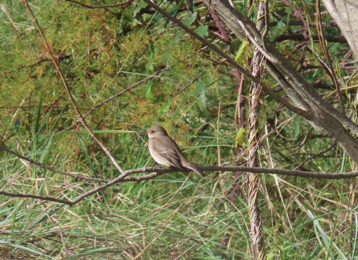 Spotted Flycatcher - ML496618111