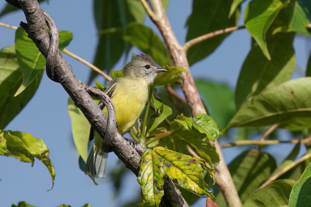 Southern Beardless-Tyrannulet - ML496619041