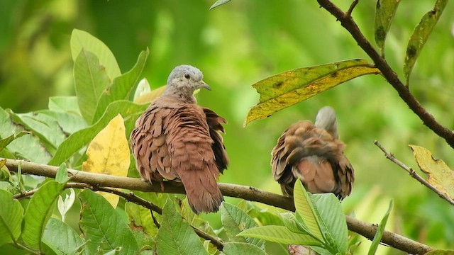 Ruddy Ground Dove - ML496619231