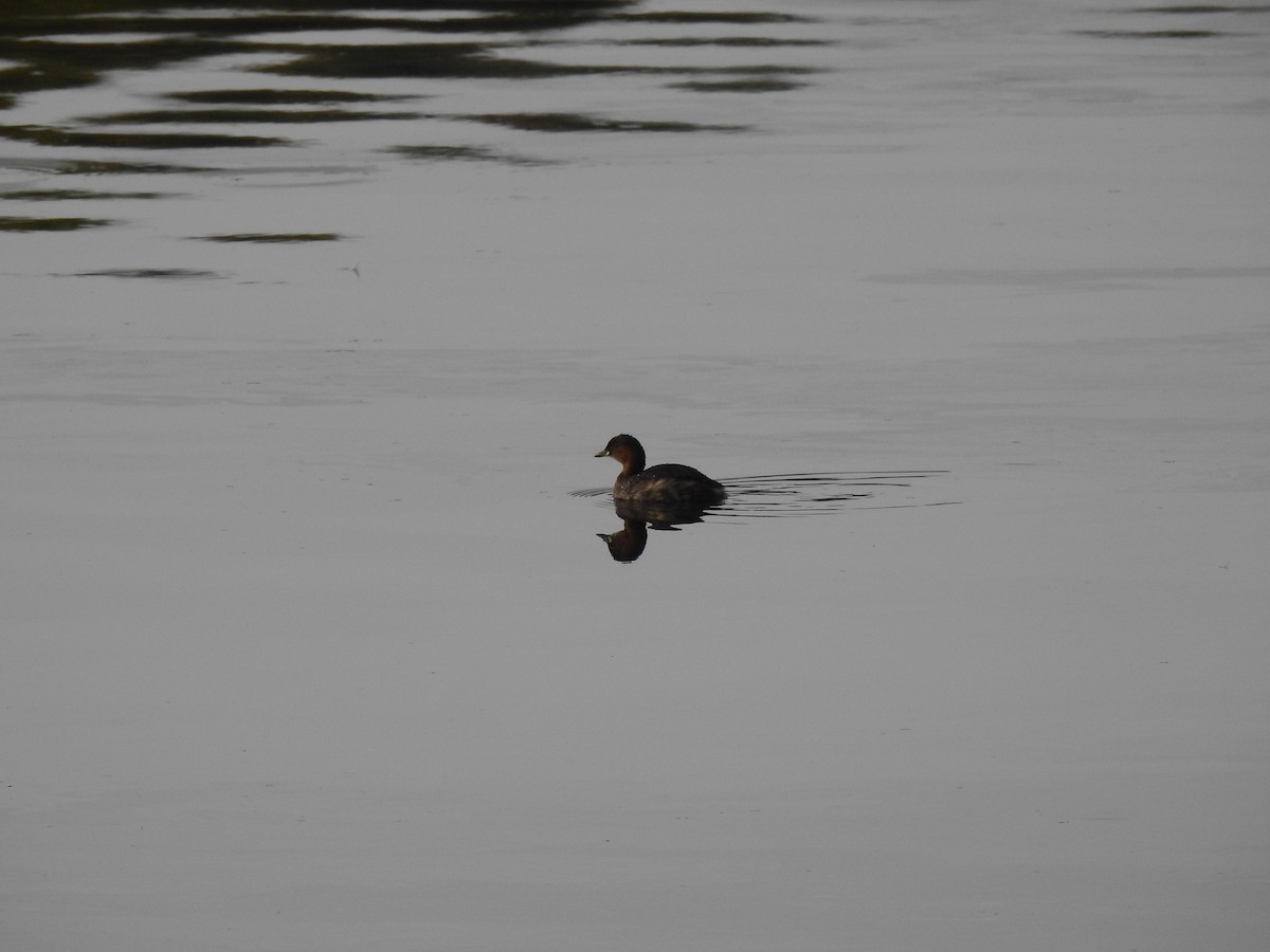 Little Grebe - ML496619321