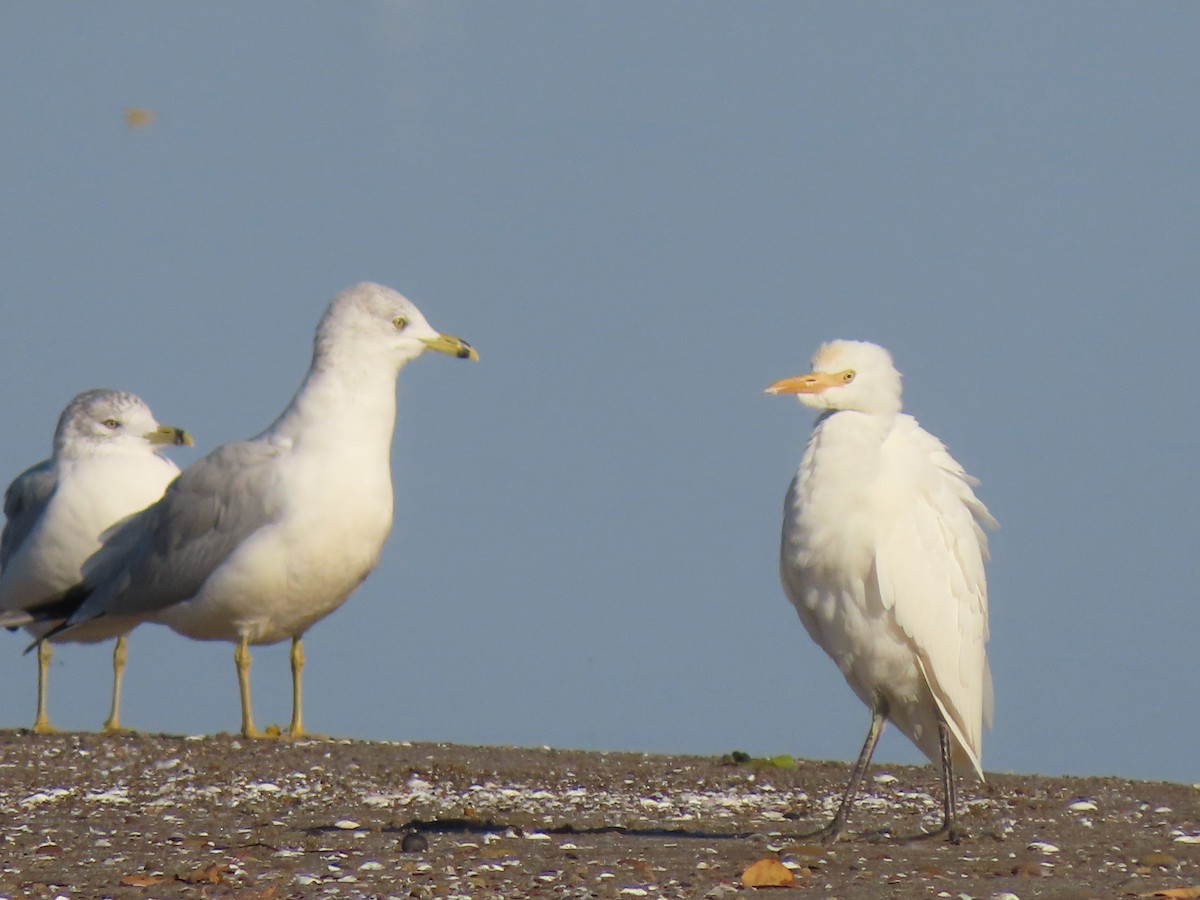 Western Cattle-Egret - Thomas Riley