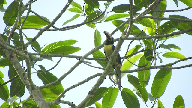 Araçari marqué - ML496620251