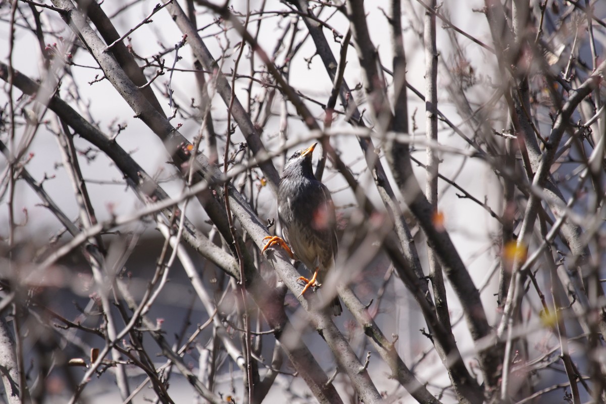 White-cheeked Starling - ML496620391