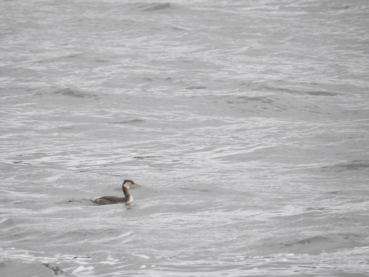 Red-necked Grebe - ML496620451