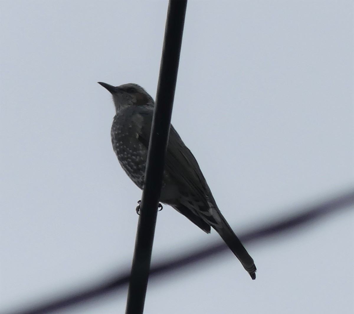 Brown-eared Bulbul - ML496621021