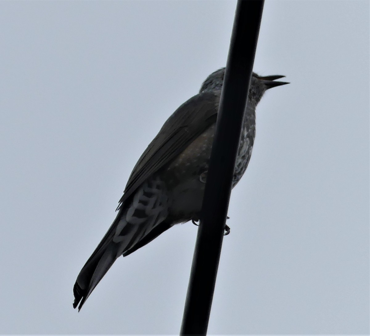 Brown-eared Bulbul - ML496621031