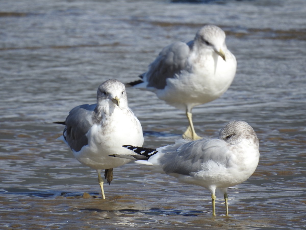 Ring-billed Gull - ML496621461