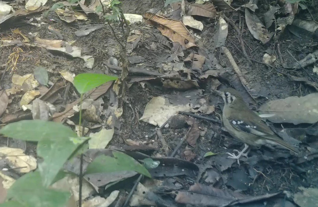 Gray Ground-Thrush - Rémi Malignat
