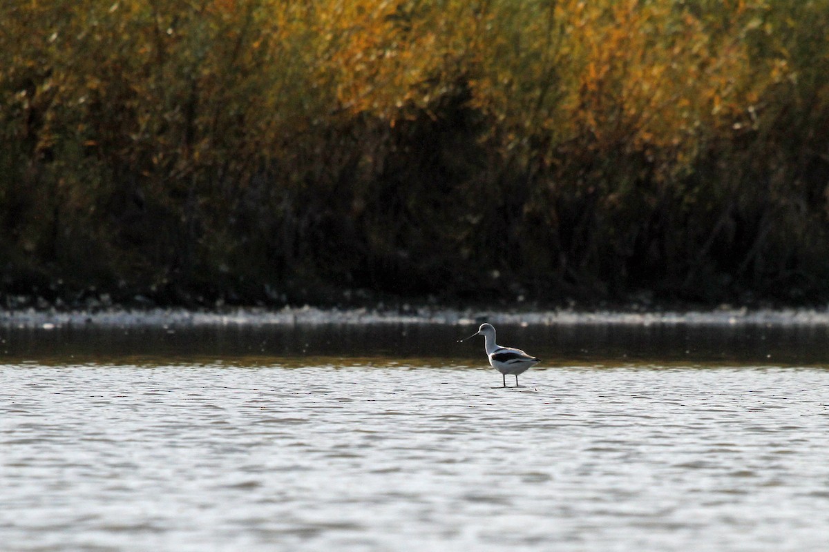 Avoceta Americana - ML496623671