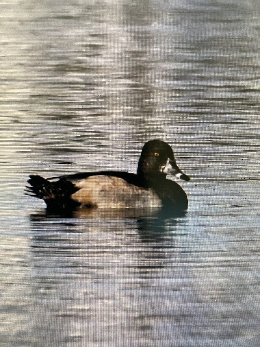 Ring-necked Duck - ML496625241