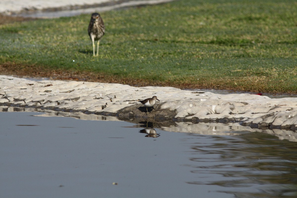 Common Sandpiper - ML496625521