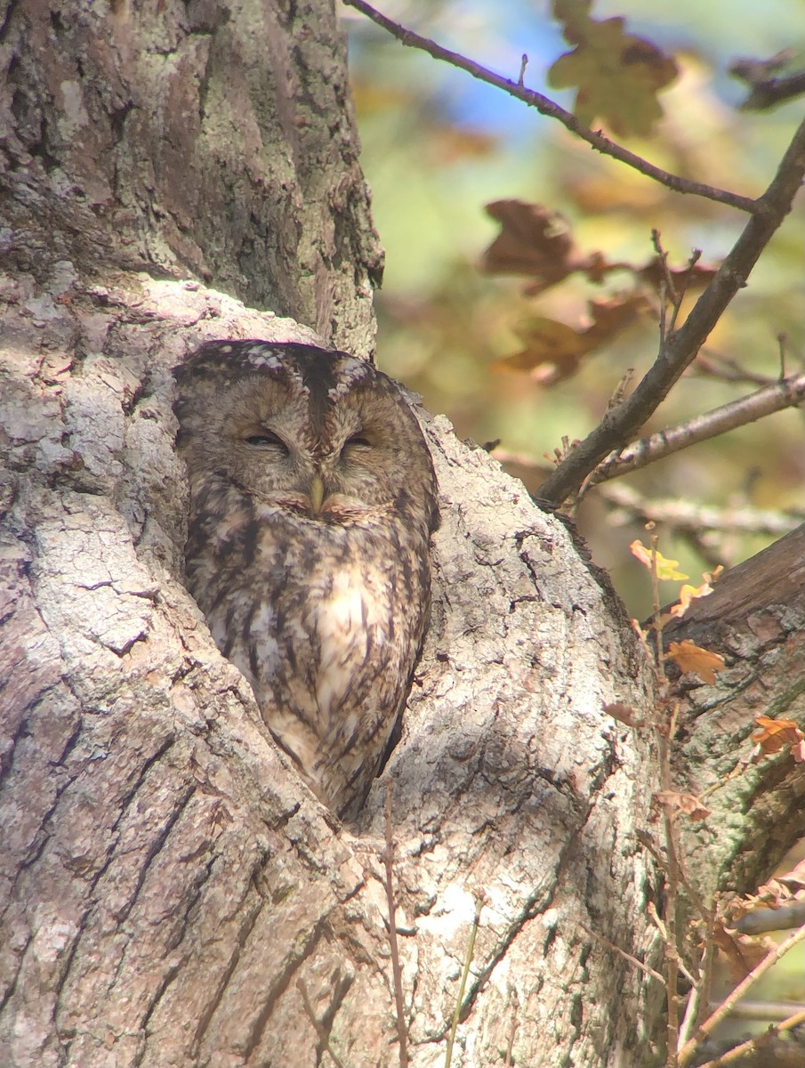 Tawny Owl - ML496626051