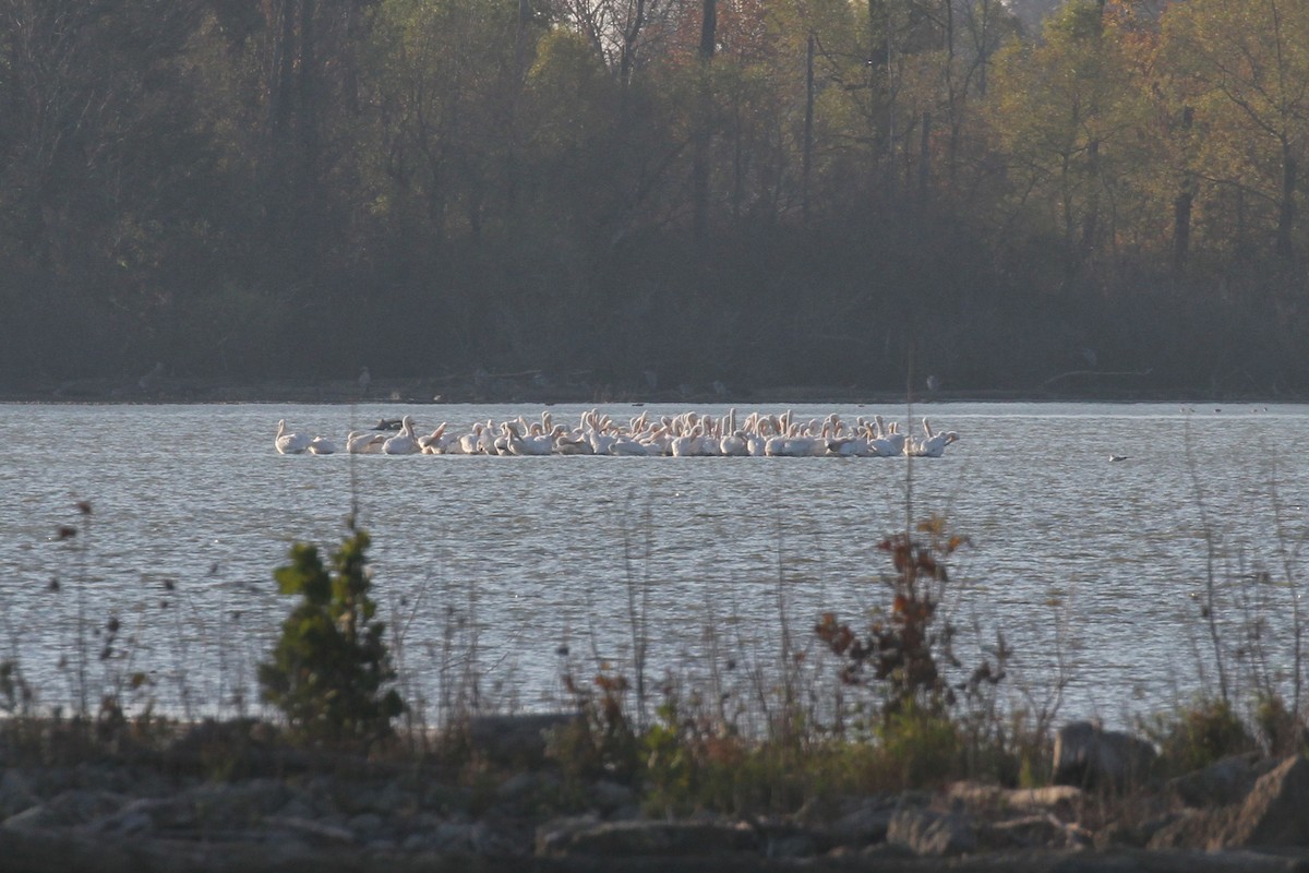 American White Pelican - ML496626441