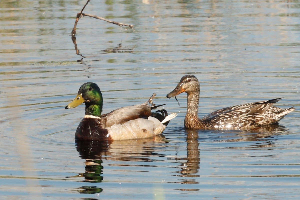 Mallard - ML496627471