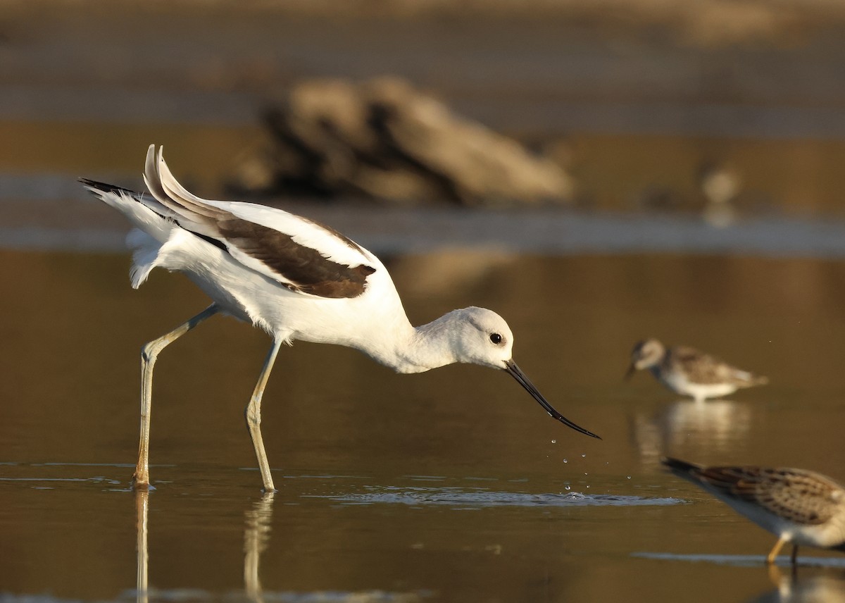 American Avocet - ML496627501