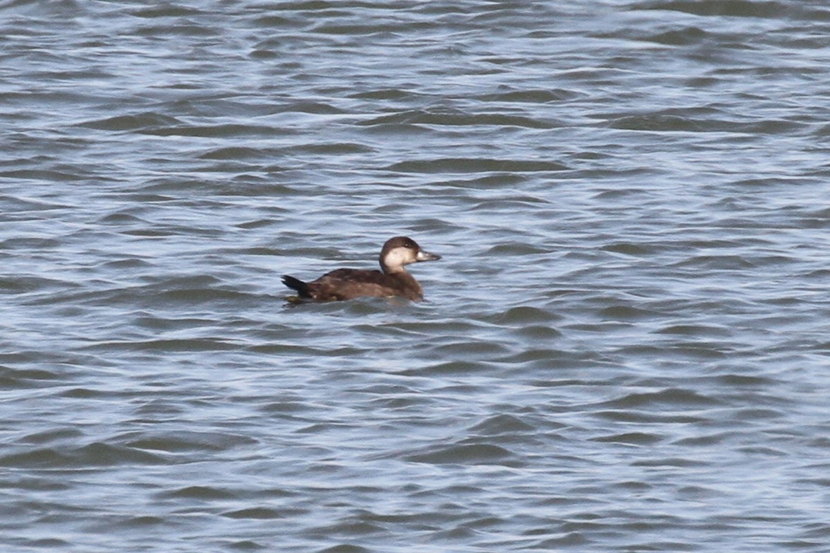 Black Scoter - ML496628101