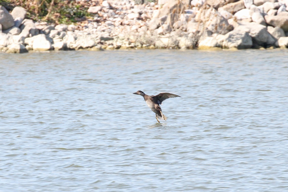 Black Scoter - ML496628111