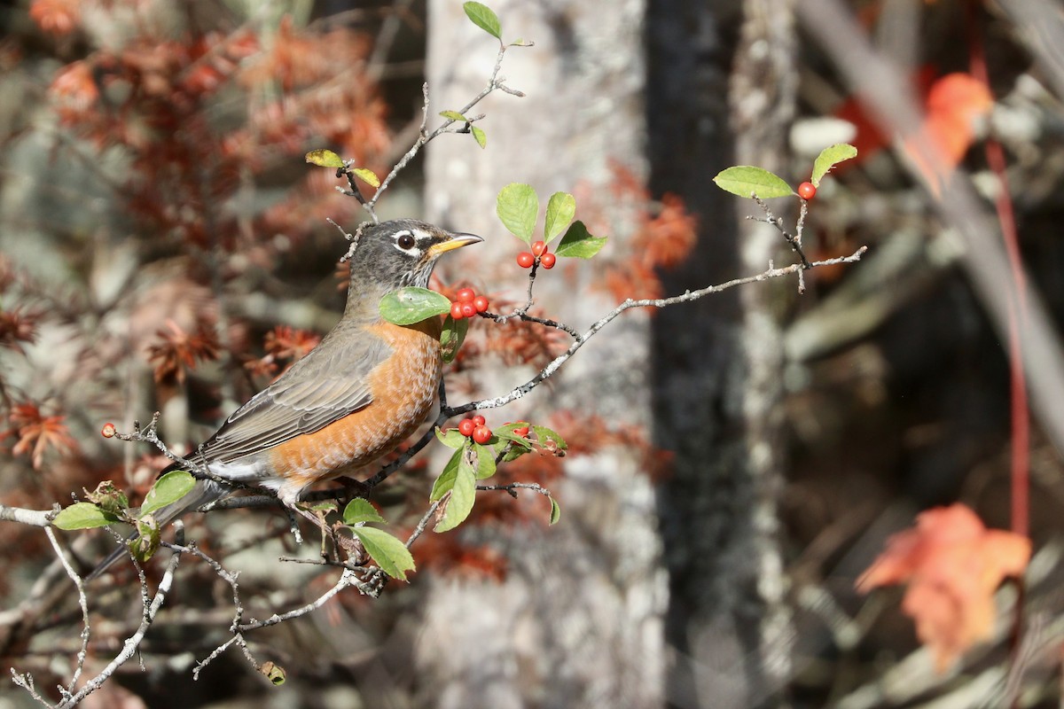 American Robin - Aaron Marshall