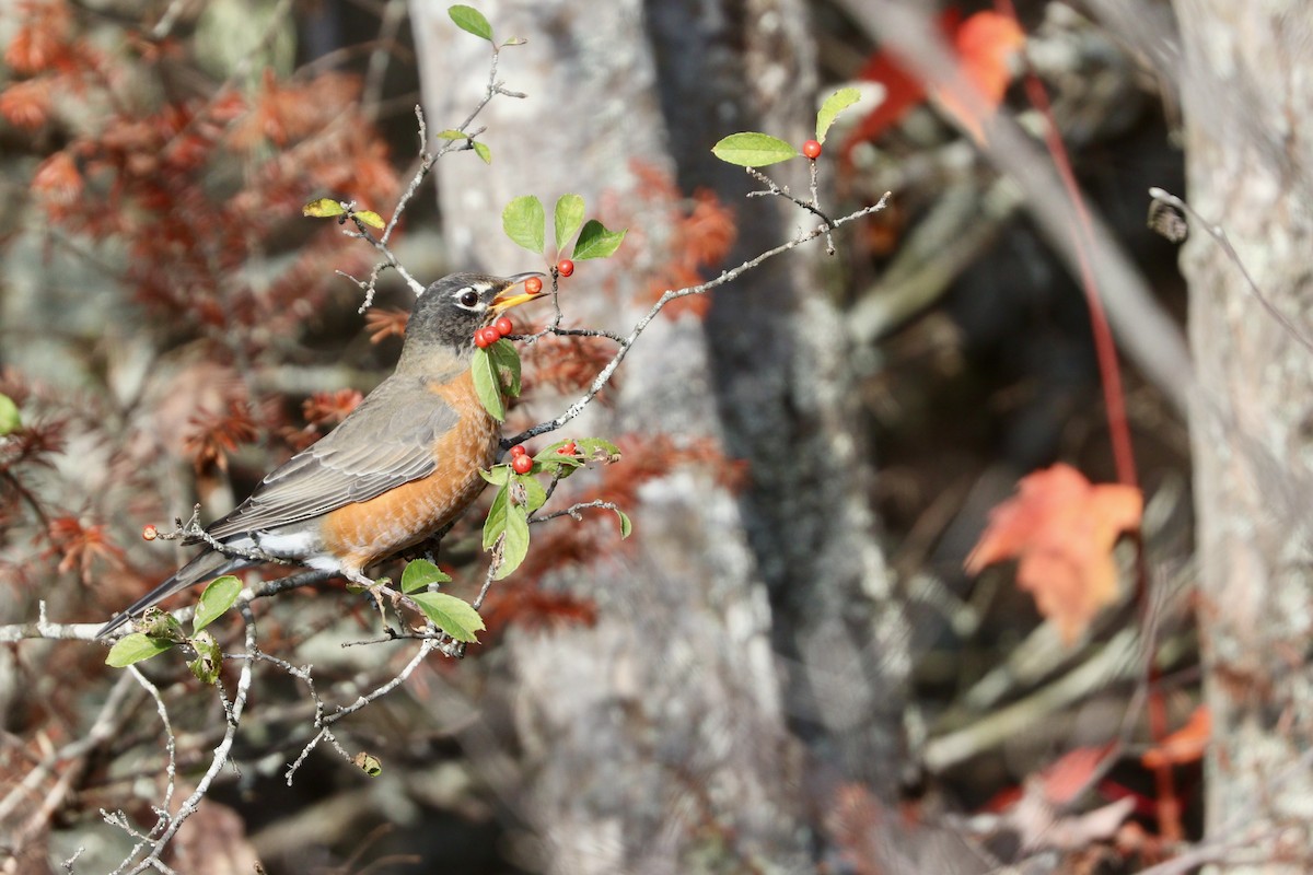 American Robin - Aaron Marshall