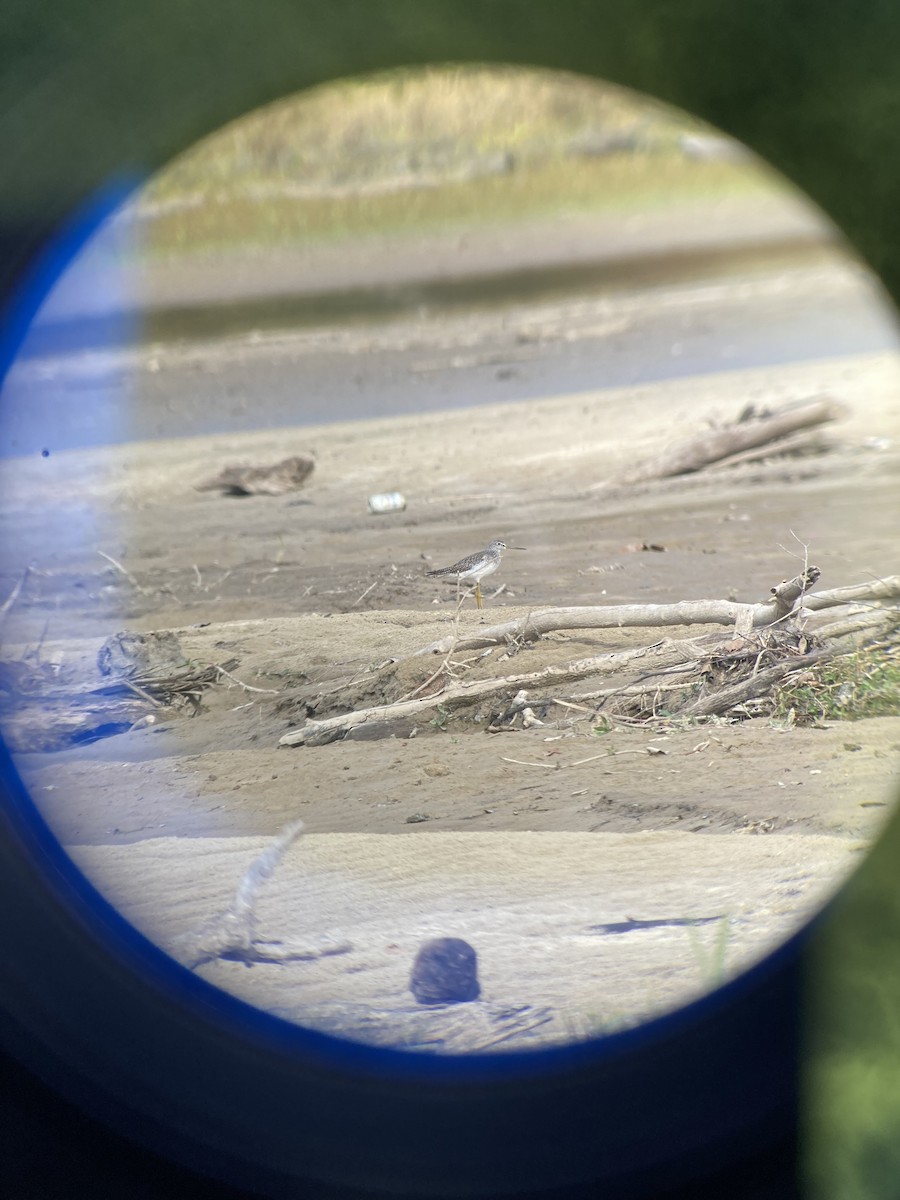 Greater Yellowlegs - ML496633191