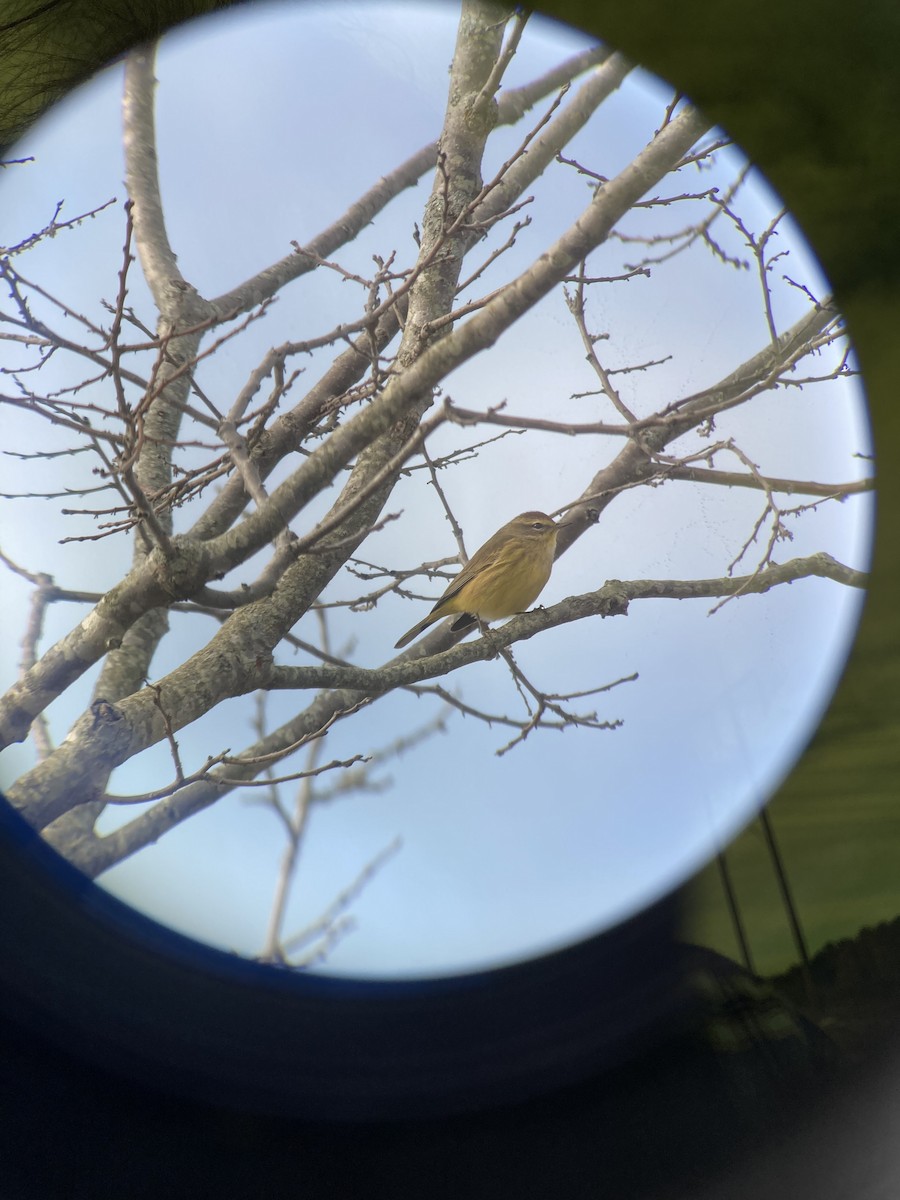 Palm Warbler (Yellow) - ML496633381