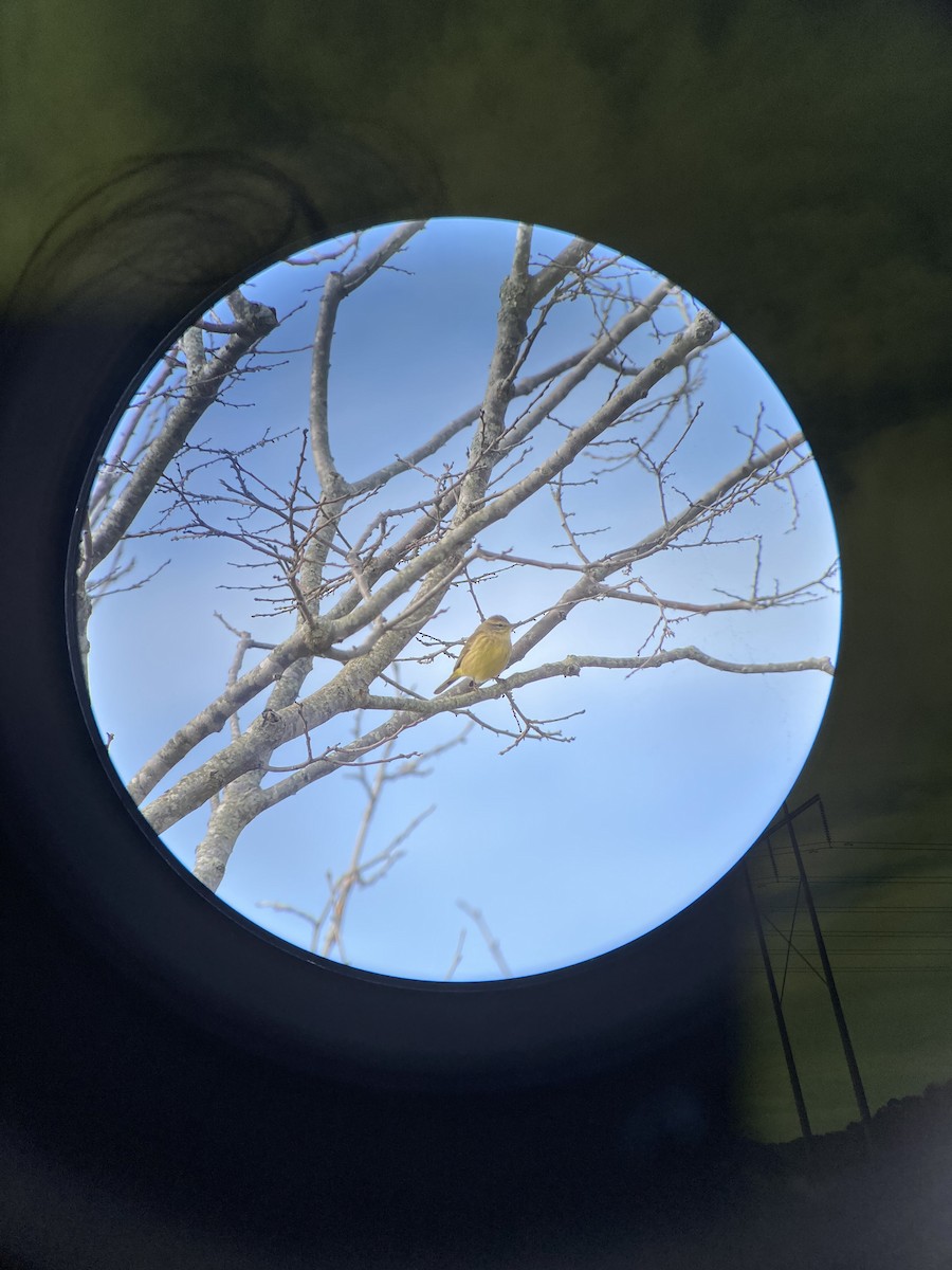 Palm Warbler (Yellow) - ML496633391