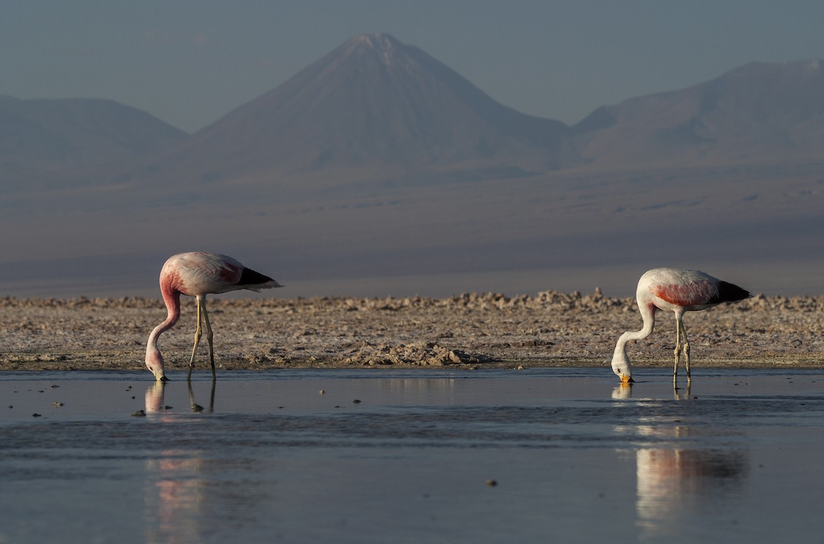 Andean Flamingo