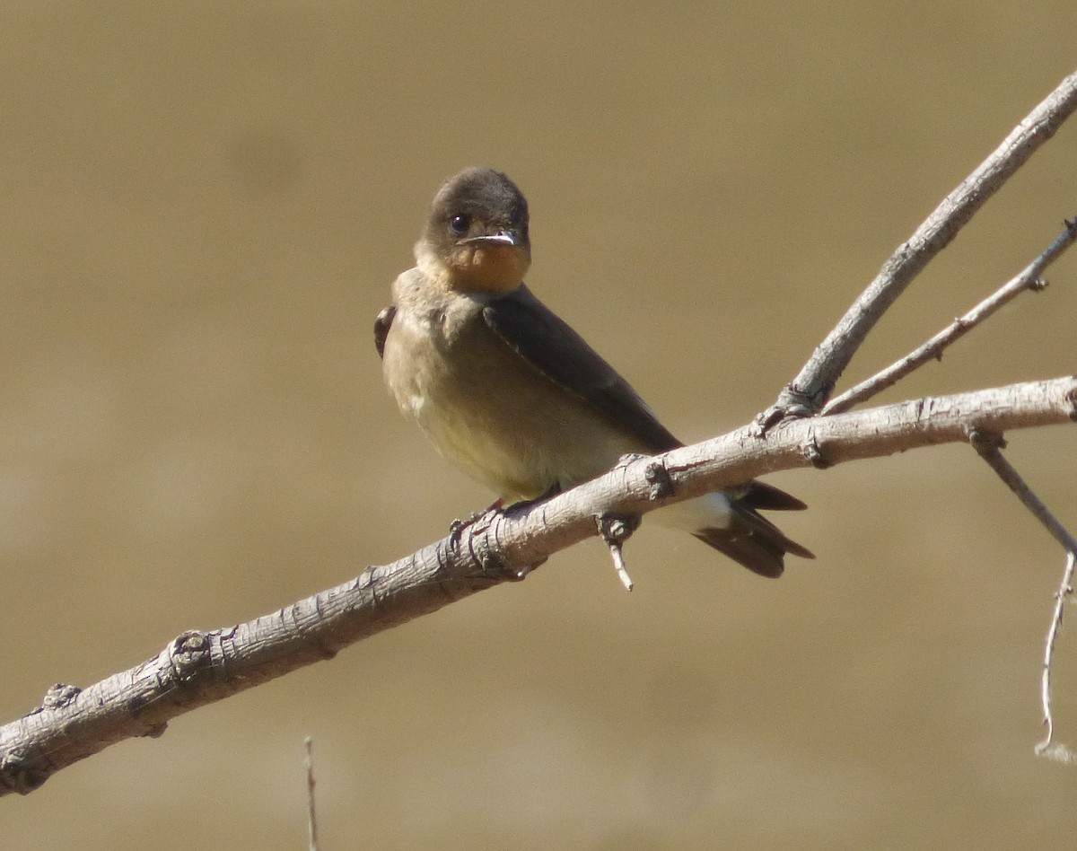 Golondrina Gorjirrufa - ML496634461