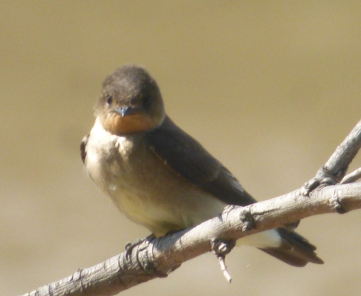 Golondrina Gorjirrufa - ML496634581