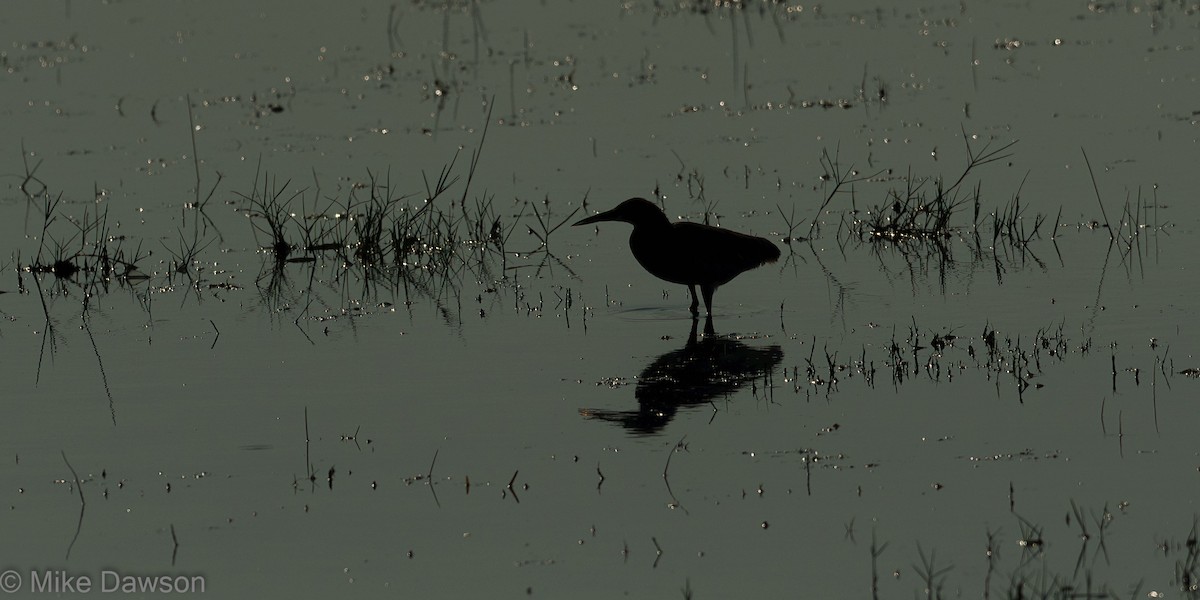 Indian Pond-Heron - ML496634681