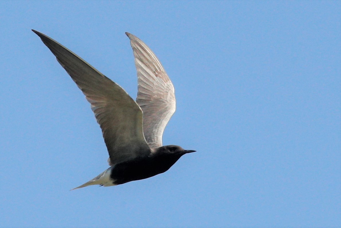 Black Tern - Jun Tsuchiya