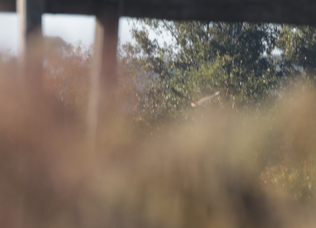 Сипуха американська - ML496635621