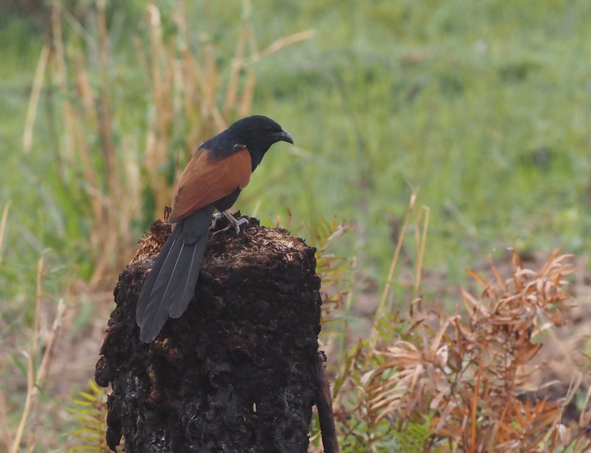 Malagasy Coucal - Stephan Lorenz