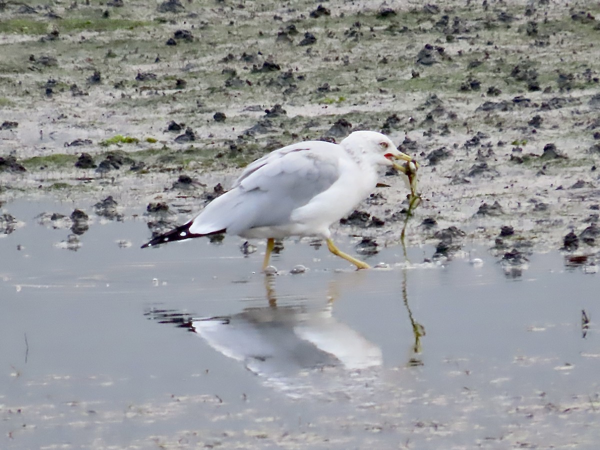 Ring-billed Gull - ML496637391