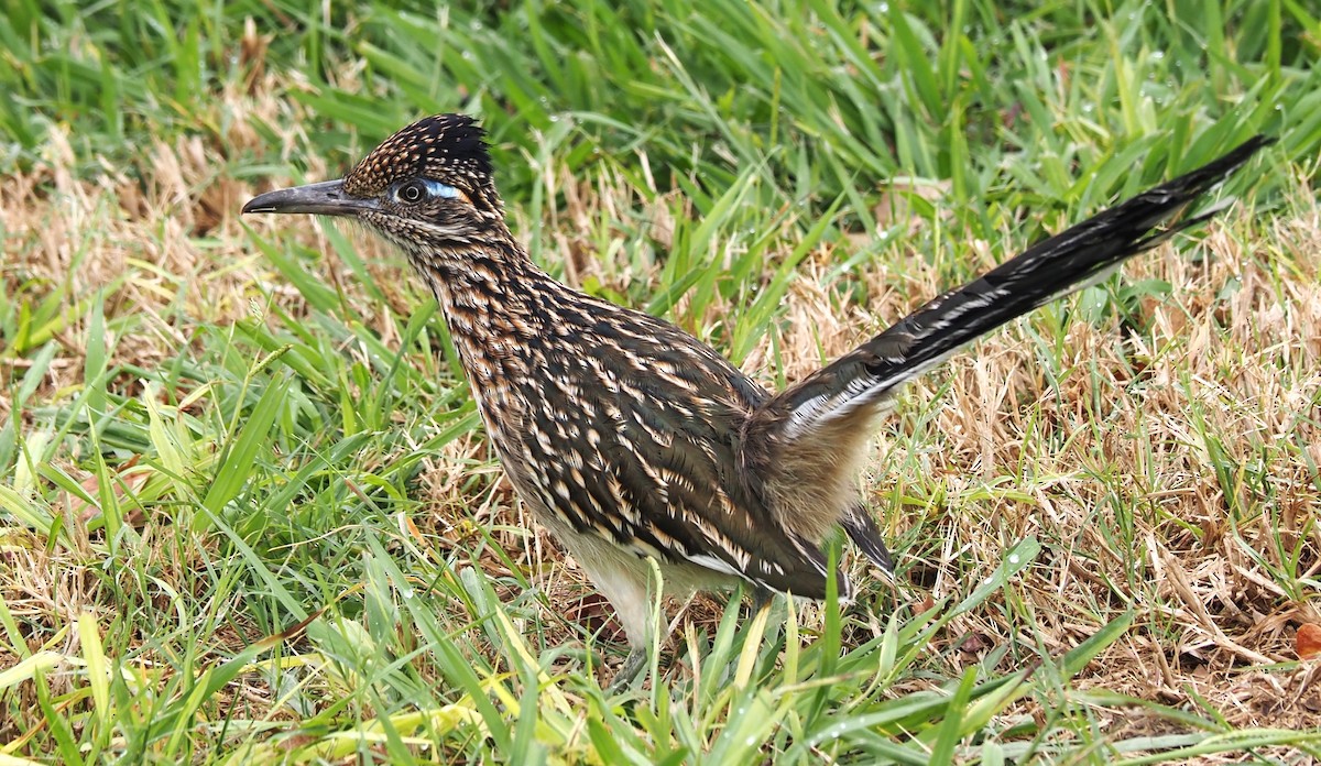 Greater Roadrunner - ML496637911