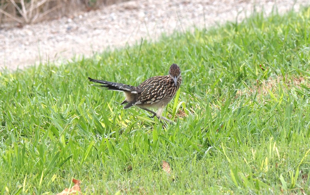 Greater Roadrunner - ML496638501