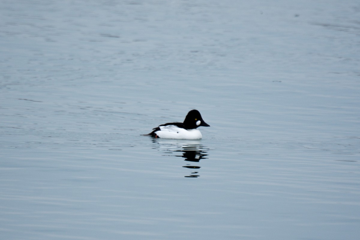 Common Goldeneye - Wen Xu