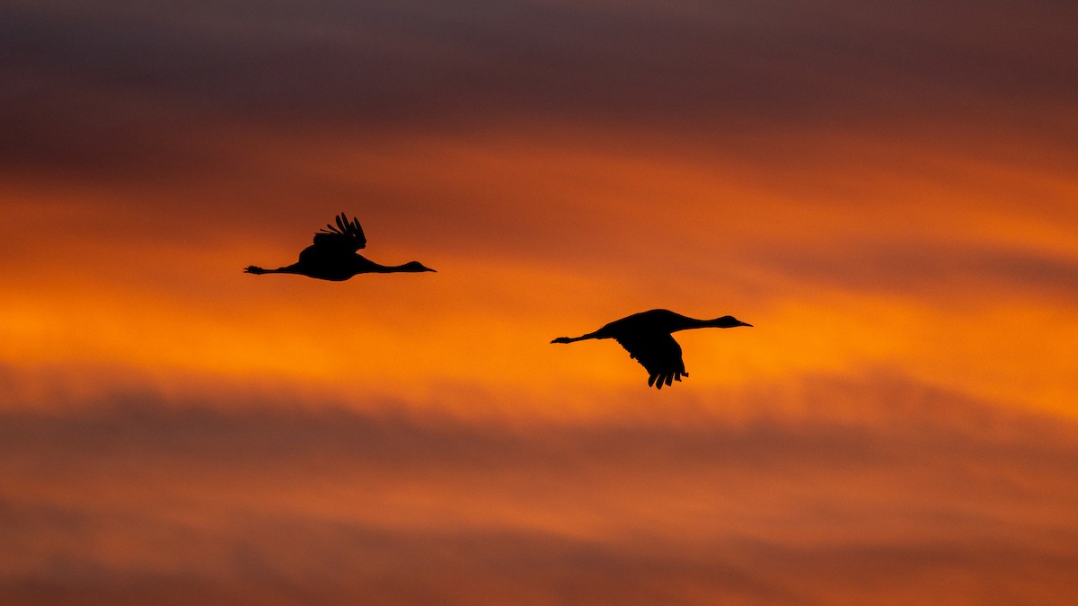 Sandhill Crane - Jim Gain