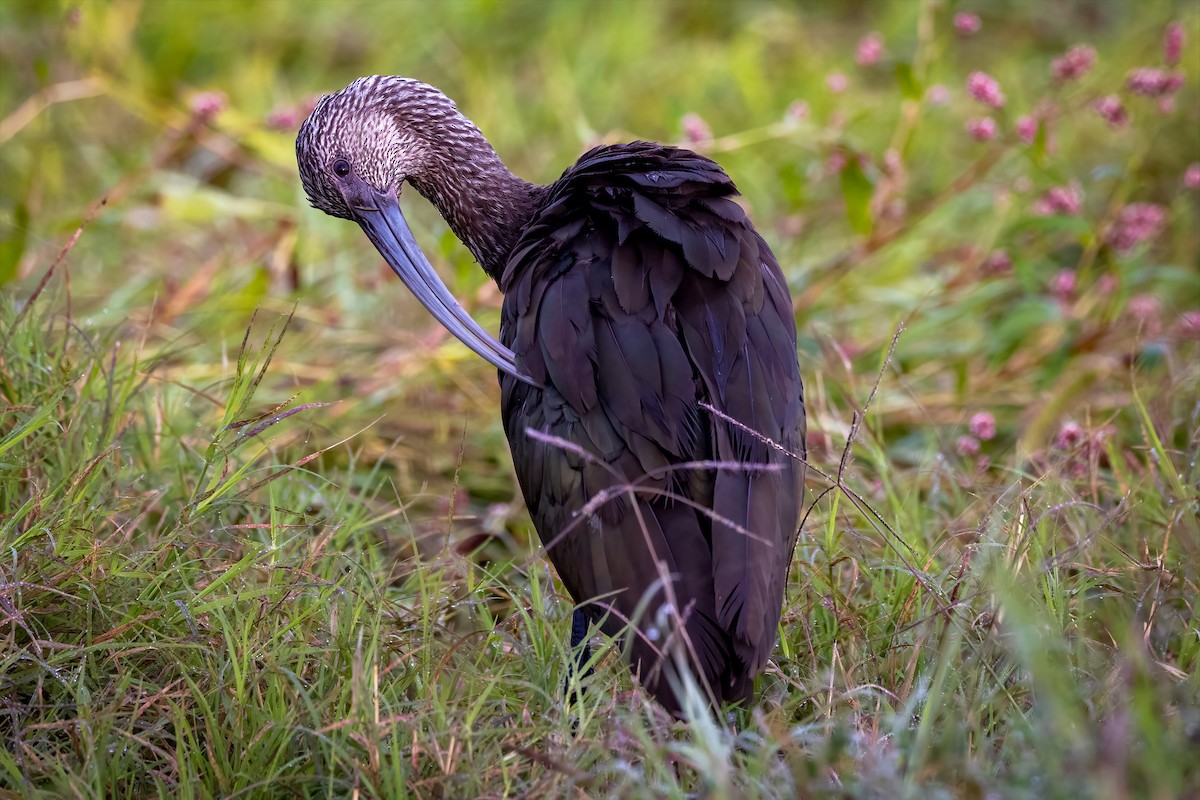 ibis americký - ML496639531