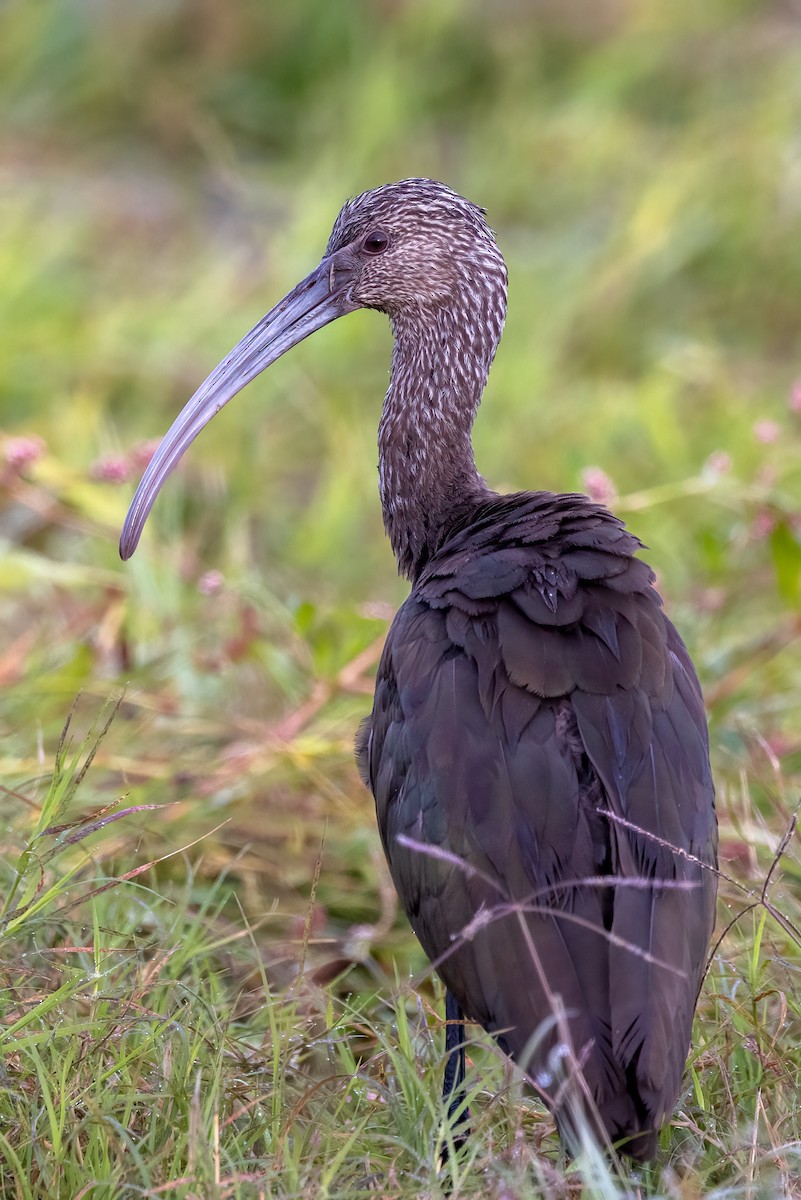 ibis americký - ML496639581
