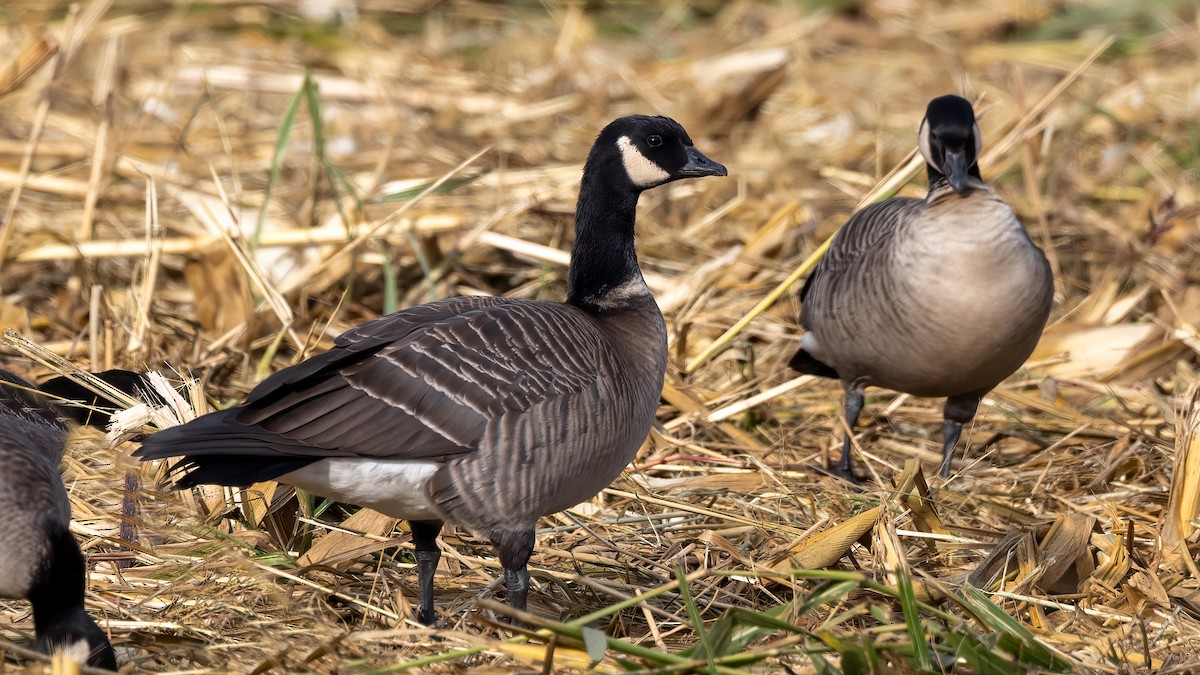 Cackling Goose (Aleutian) - Jim Gain