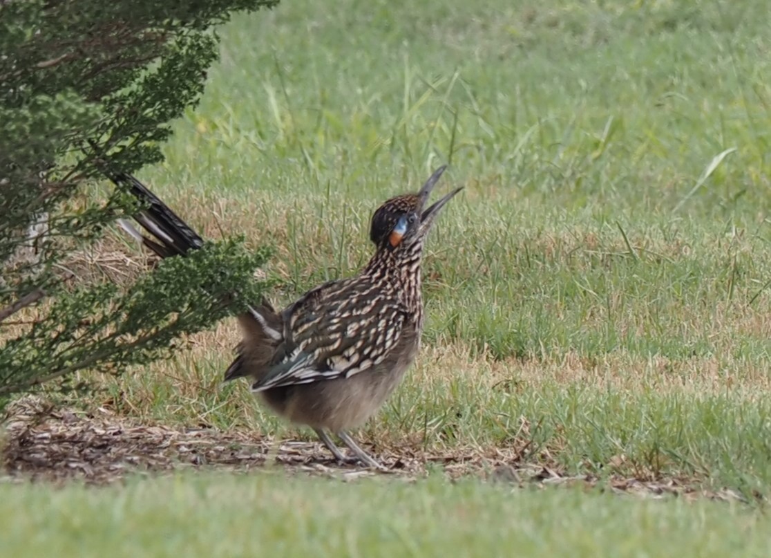 Greater Roadrunner - ML496640161