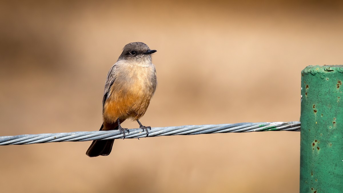 Say's Phoebe - ML496640271