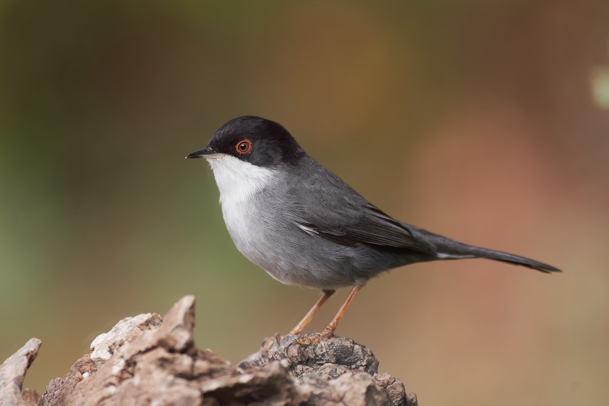 Sardinian Warbler - ML496640841