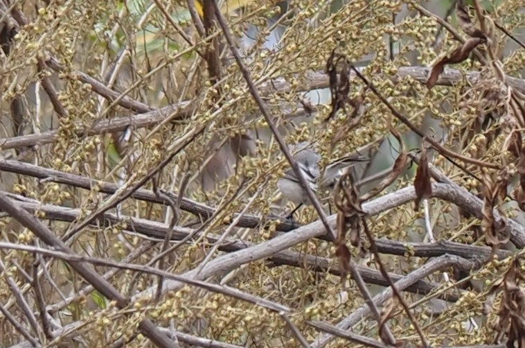 ברחשית כחלחלה - ML496640931