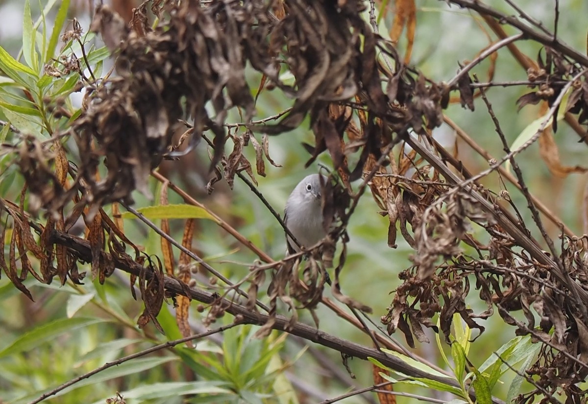 Blue-gray Gnatcatcher - ML496640941