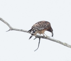 káně páskovaná [skupina lineatus] - ML496642171